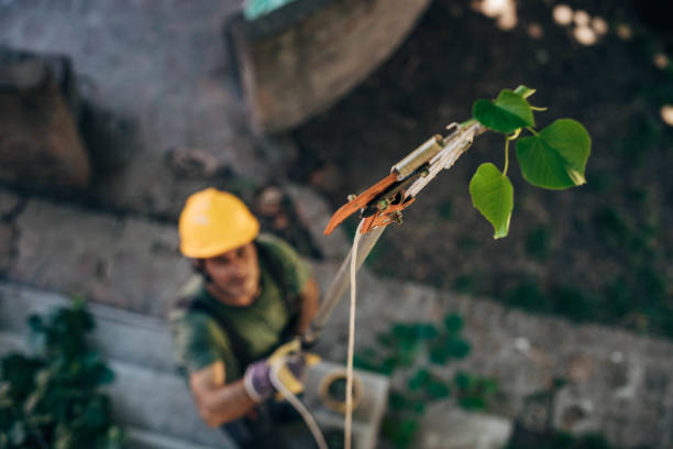 Leaf Removal in Riverside, NY