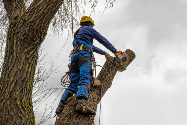 Best Tree Mulching  in Riverside, NY